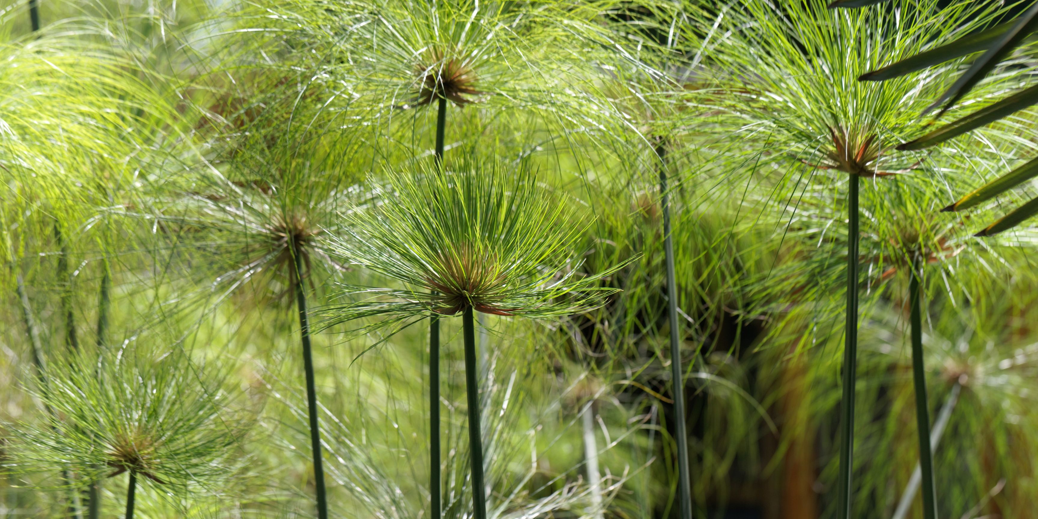 PLANTA_PAPIRO PLANTA_PAPIRO